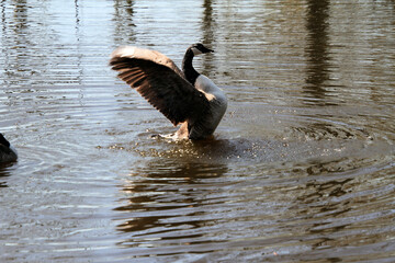 goose on the water