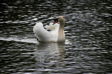 white swan on the water