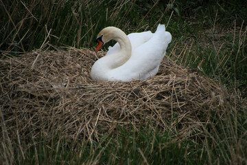A Mute Swan on a nest