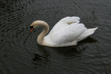 swan on the water
