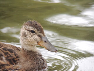 duck in water