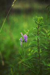 Wildflowers growing in the forest in Ontario, Canada.