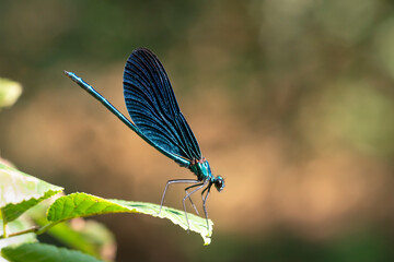 Dragonfly Calopteryx splendens (Harris, 1782) male