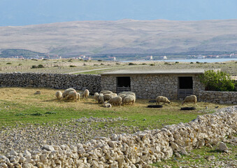 Rural landscape on the Croatian island of Pag above the Velebit mountain with sheep grazing in...