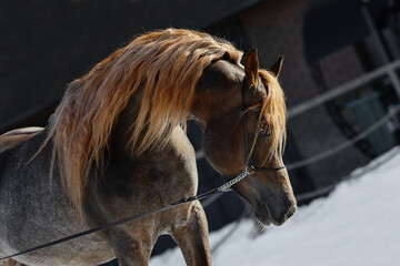 Head of a beautiful chestnut arabian horse with long mane, portrait closeup.