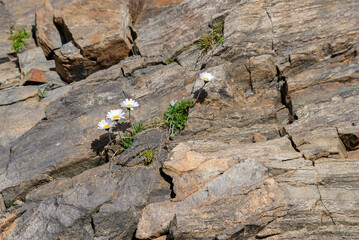 marguerite (daisy) between rocks, flower in the French Alps, France, Europe