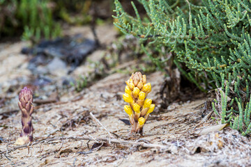 Wild plant or flower in the mangrove of  Umm Al Quwain, United Arab Emirates (UAE), Middle East, Arabian Peninsula