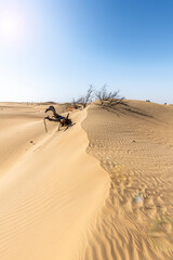 Fototapeta na wymiar Dead Tree eaten by desert with lens flare, Desert of Sand Dunes, Middle East, Arabian Peninsula 