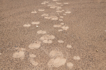 Camels footprint in the desert of red sand