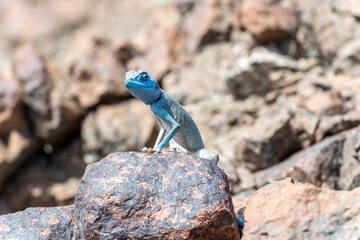 Male Sinai Agama with his sky-blue coloration in his rocky habitat, United Arab Emirates, Middle...