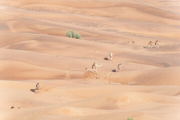 Camel caravan crossing red sand dunes in the desert