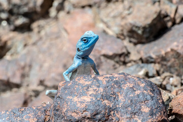 Male Sinai Agama with his sky-blue coloration in his rocky habitat, United Arab Emirates, Middle East, Arabian Peninsula 