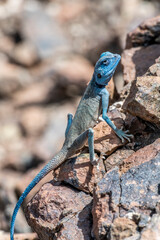 Naklejka na ściany i meble Male Sinai Agama with his sky-blue coloration in his rocky habitat, United Arab Emirates, Middle East, Arabian Peninsula 