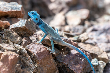 Male Sinai Agama with his sky-blue coloration in his rocky habitat, United Arab Emirates, Middle East, Arabian Peninsula 