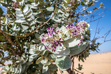 flower of Sodom Apple Shrub, Evergreen shrub, in the desert moving with the wind with red sand dunes and blue sky, Middle East, Arabian Peninsula