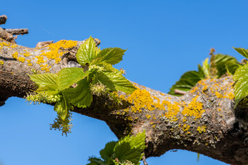 Flowers of mulberry tree against blue sky 