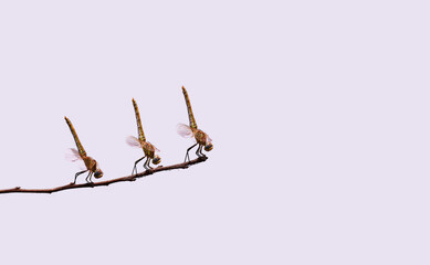 An acrobatic sketch performed by three dragonflies... Three dragonflies stand vertically on a branch of grass....
