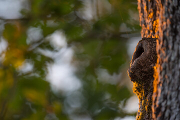 Nid de la huppe fasciée