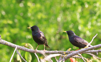 A pair of starlings on branches, among green leaves ....