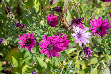 Vibrant daisies create a colorful backdrop in a Corsican garden, Europe. Perfect for a spring themed setting