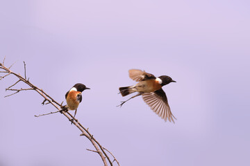 Couple Bird - bushchat. One flies away, the other looks after him sitting on a thin branch of a bush ..