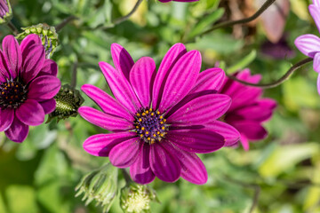 Obraz premium close up of Colourful Daisies