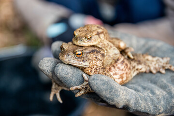 Spring frog rescue