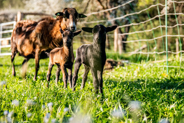 Cameroon lambs