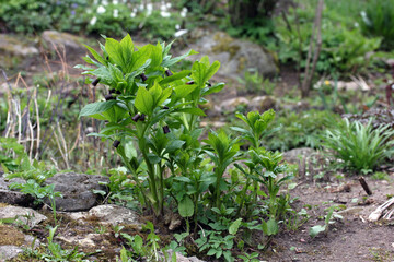 Flowering purple colored poisonous flower European scopolia - Scopolia carniolica, growing in botanical garden, Lithuania