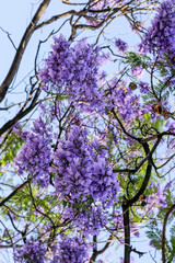 jacarandá