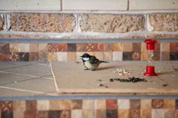 Tit on blurred background near sunflower seeds