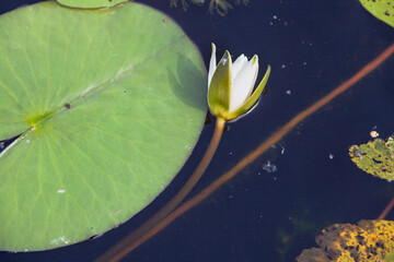 White flower and oval leaf water lilies float in water