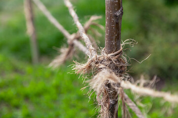 Different ropes wound on vertical stick close-up