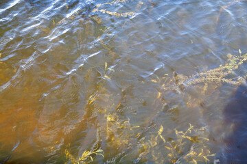 Green algae grow under water of river