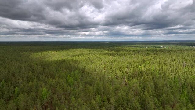 Flight over the spruce forest, in early spring