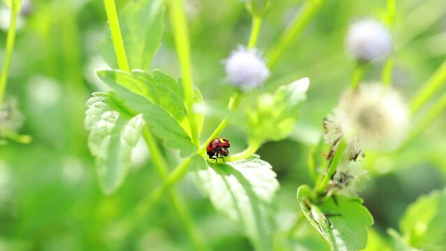 Footage 4K Ladybugs fluttering on white flowers with a green background from the leaves