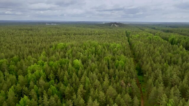 Flight over the spruce forest, in early spring