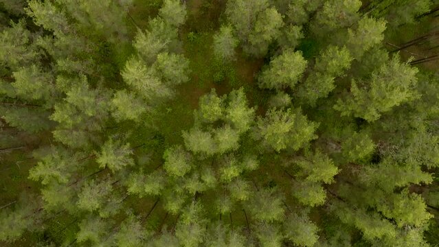 Flight over the spruce forest, in early spring