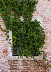 Fototapeta na wymiar red brick wall and window covered with ivory in Venice, Italy 