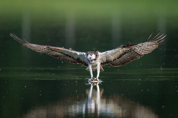 Balbuzard P&ecirc;cheur