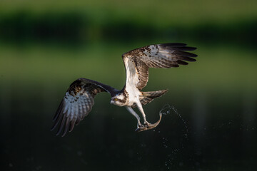 Balbuzard Pêcheur