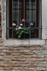 old wall and window with iron bars and pink flowers in Italy 