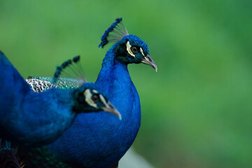 two real peacock Full HD