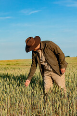 Naklejka na ściany i meble farmer checks the quality of wheat in the field