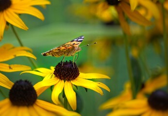 Butterfly on a yellow flower in a flower field with a green background