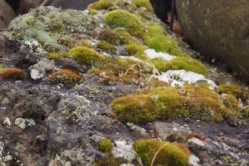 moss covered rocks