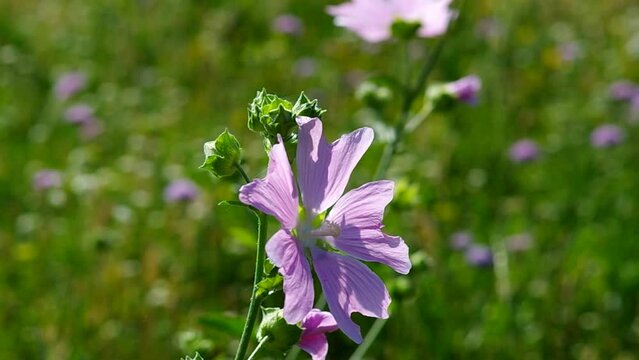 gently purple flower in the summer garden and a bee