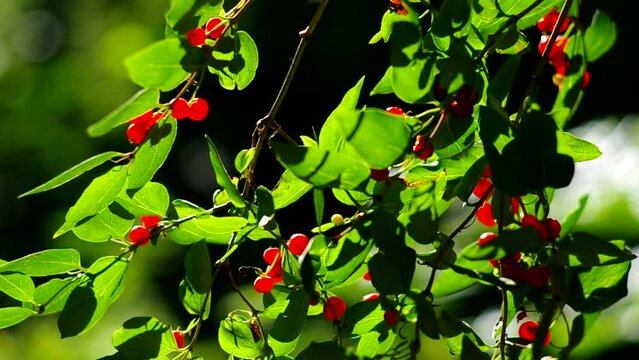 red berries among green foliage on a sunny day