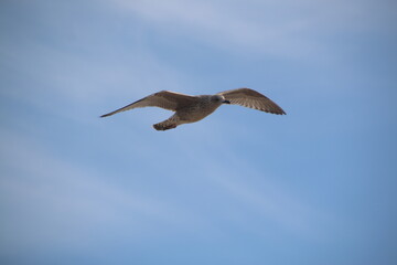 A Herring Gull in flight in Blackpool