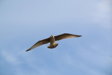 A Herring Gull in flight in Blackpool